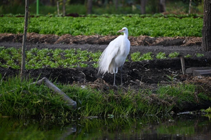 Fauna en las chinampas | Fundación Kalmekak
